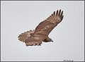 _1SB0438 red-tailed hawk